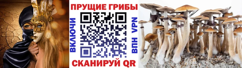 omg зеркало Курган Псилоцибиновые грибы ЛСД